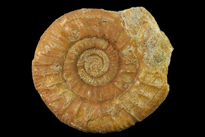 Callovian Ammonite (Choffatia) Fossil - France #153161